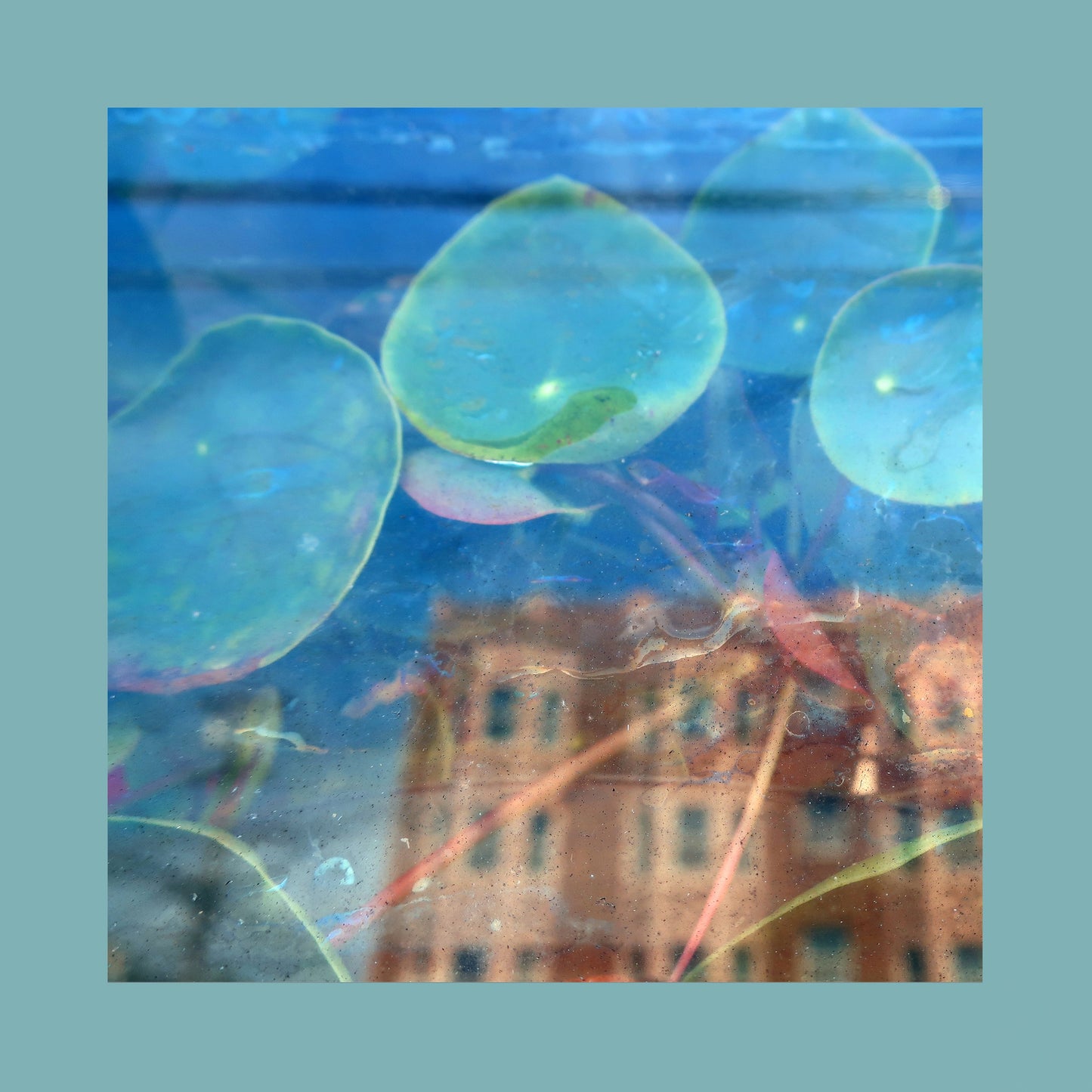 CD | The Reds, Pinks and Purples - Acknowledge Kindness